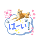 しば犬♪コロちゃん♫のんびり＆毎日ハッピー（個別スタンプ：10）