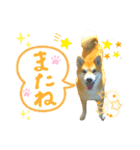 しば犬♪コロちゃん♫のんびり＆毎日ハッピー（個別スタンプ：12）