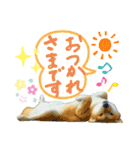 しば犬♪コロちゃん♫のんびり＆毎日ハッピー（個別スタンプ：13）