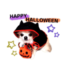 HAPPY！HALLOWEENキキララ（個別スタンプ：1）