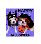 HAPPY！HALLOWEENキキララ（個別スタンプ：3）