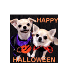 HAPPY！HALLOWEENキキララ（個別スタンプ：4）