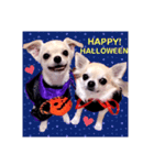 HAPPY！HALLOWEENキキララ（個別スタンプ：5）