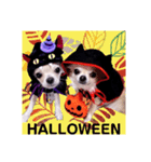 HAPPY！HALLOWEENキキララ（個別スタンプ：6）