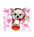 HAPPY！HALLOWEENキキララ（個別スタンプ：8）
