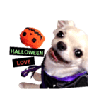 HAPPY！HALLOWEENキキララ（個別スタンプ：11）