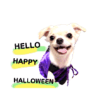 HAPPY！HALLOWEENキキララ（個別スタンプ：16）