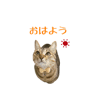 うめこ姫（個別スタンプ：5）