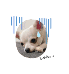 犬スタンプ・チワワ(はっくん・てんてん)（個別スタンプ：4）