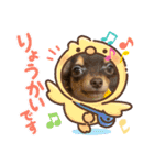 犬スタンプ・チワワ(はっくん・てんてん)（個別スタンプ：5）
