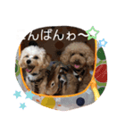年中使える友だちstamp（個別スタンプ：15）
