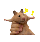 キンクマのもち様（個別スタンプ：2）