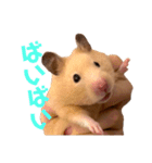 キンクマのもち様（個別スタンプ：3）
