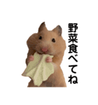 キンクマのもち様（個別スタンプ：4）