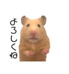 キンクマのもち様（個別スタンプ：10）