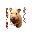 キンクマのもち様（個別スタンプ：11）
