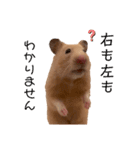 キンクマのもち様（個別スタンプ：12）