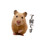 キンクマのもち様（個別スタンプ：14）