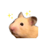 キンクマのもち様（個別スタンプ：15）