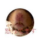 キンクマのもち様（個別スタンプ：16）