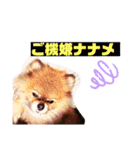 ぽめ日和2（個別スタンプ：2）