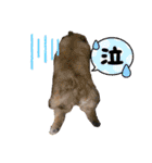 ぽめ日和2（個別スタンプ：3）