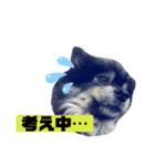 ぽめ日和2（個別スタンプ：12）
