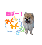 ぽめ日和2（個別スタンプ：14）