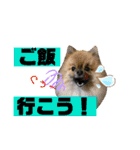 ぽめ日和2（個別スタンプ：15）
