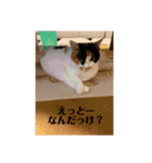 猫好きのスタンプmaru（個別スタンプ：1）