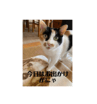 猫好きのスタンプmaru（個別スタンプ：3）