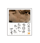 猫好きのスタンプmaru（個別スタンプ：6）