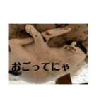 猫好きのスタンプmaru（個別スタンプ：7）