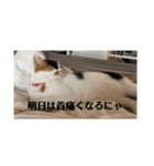 猫好きのスタンプmaru（個別スタンプ：9）