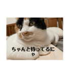 猫好きのスタンプmaru（個別スタンプ：10）