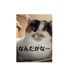 猫好きのスタンプmaru（個別スタンプ：11）