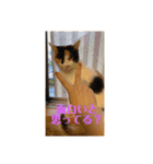 猫好きのスタンプmaru（個別スタンプ：13）