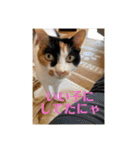 猫好きのスタンプmaru（個別スタンプ：14）