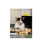 猫好きのスタンプmaru（個別スタンプ：15）