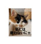 猫好きのスタンプmaru（個別スタンプ：16）