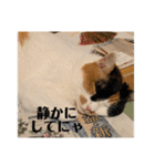 猫好きのスタンプmaru（個別スタンプ：17）