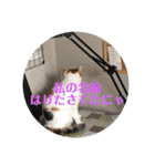 猫好きのスタンプmaru（個別スタンプ：18）