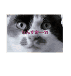 猫好きのスタンプmaru（個別スタンプ：19）