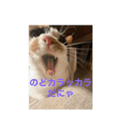 猫好きのスタンプmaru（個別スタンプ：20）