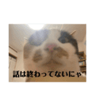 猫好きのスタンプmaru（個別スタンプ：23）