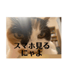 猫好きのスタンプmaru（個別スタンプ：24）
