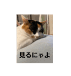 猫好きのスタンプmaru（個別スタンプ：26）