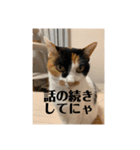猫好きのスタンプmaru（個別スタンプ：29）