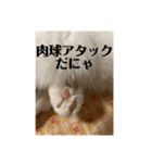 猫好きのスタンプmaru（個別スタンプ：32）