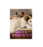 猫好きのスタンプmaru（個別スタンプ：33）